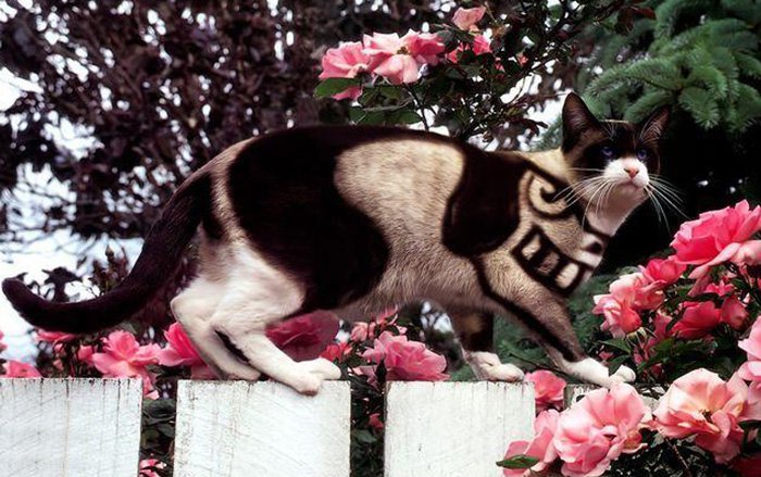 Really glamorous cat, photo of a cat