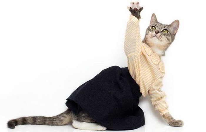 Beautiful cat in clothes, photo