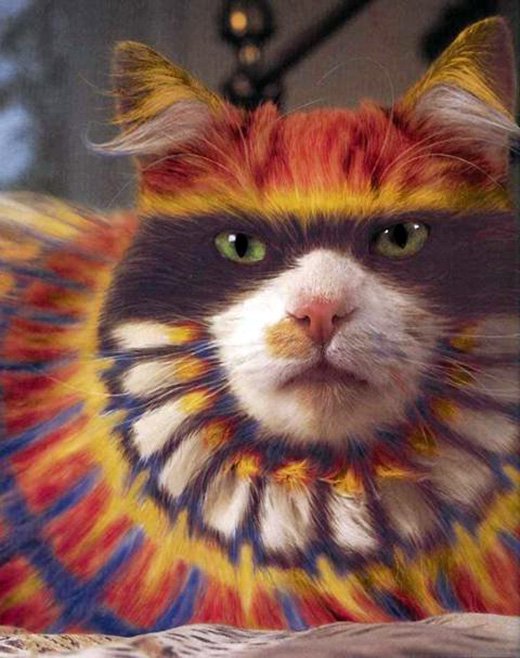 Colored painted cat, photo