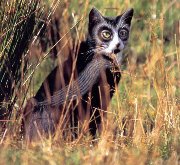 Really glamorous cat, photo of a cat