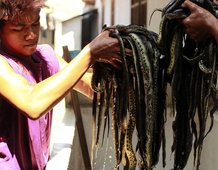 Snakes in a factory in Indonesia