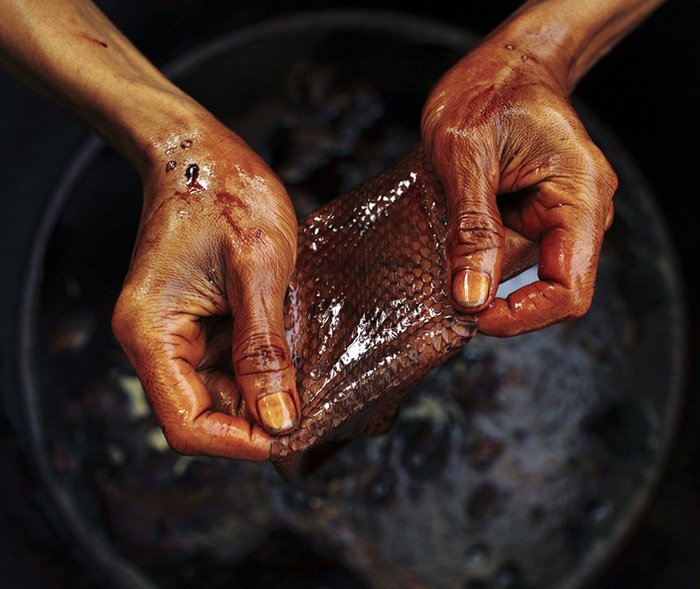 Dyeing snake skin for women's bags, photo