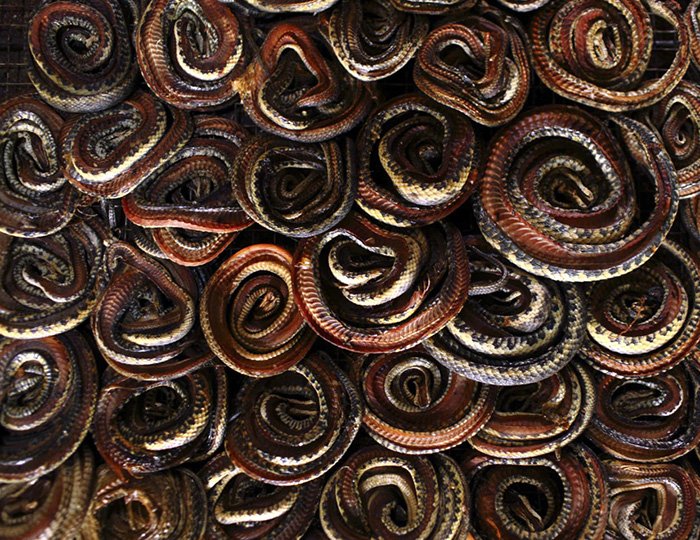 Snake skin in production