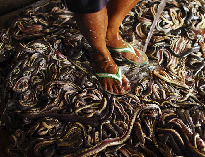 Snakes in a factory in Indonesia