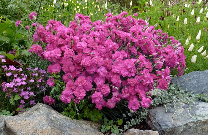 Carnation flowers photo