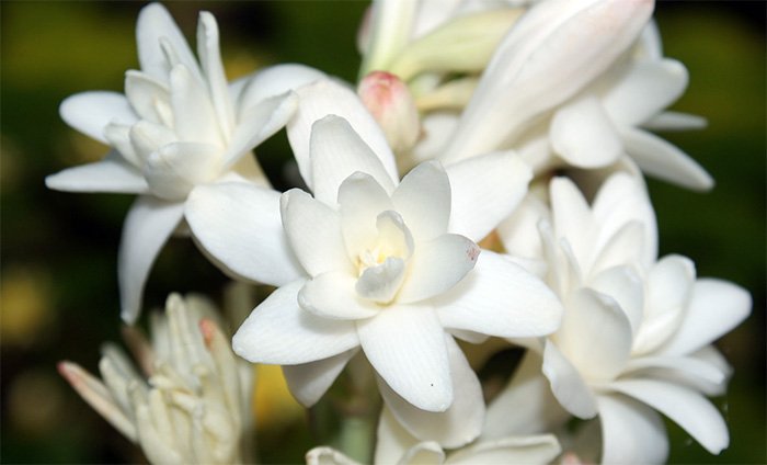 essential oils aphrodisiacs for women Tuberose photo