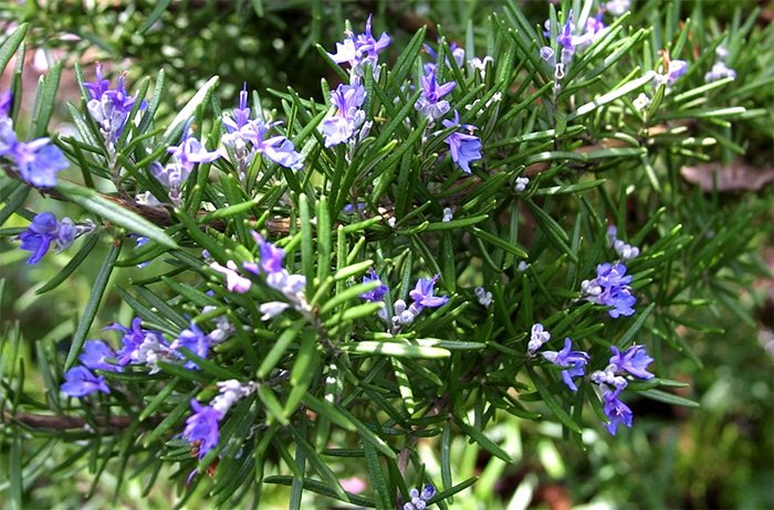 essential oils aphrodisiacs for women rosemary photo