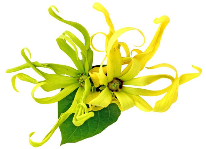 essential oils aphrodisiacs for women ylang-ylang