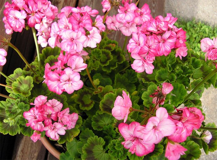 Geranium photo