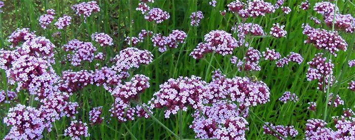 Verbena photo