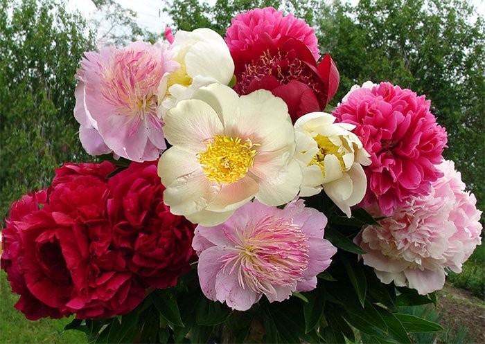 Peony perfume - photo peonies