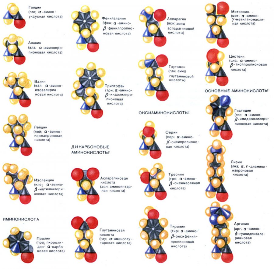 Choosing a Face Cream - Amino Acids