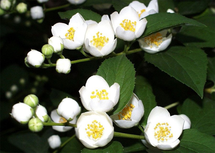 photo de fleurs de jasmin