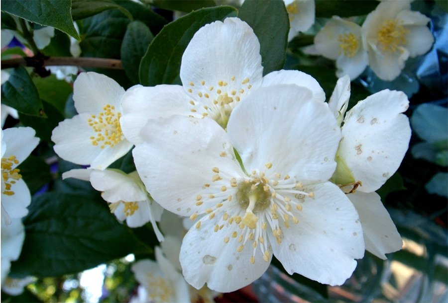 photo de fleurs de jasmin