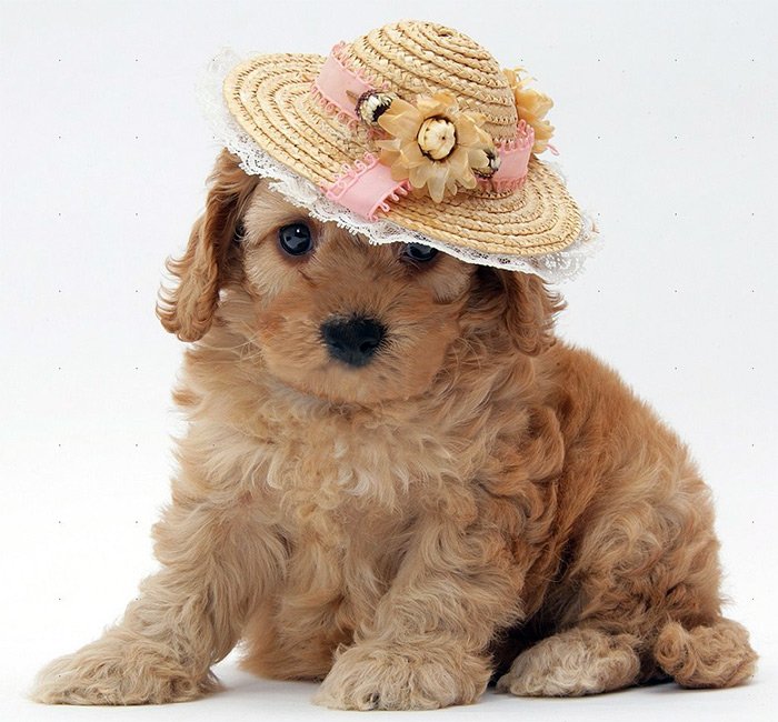 Dog in a straw hat, photo