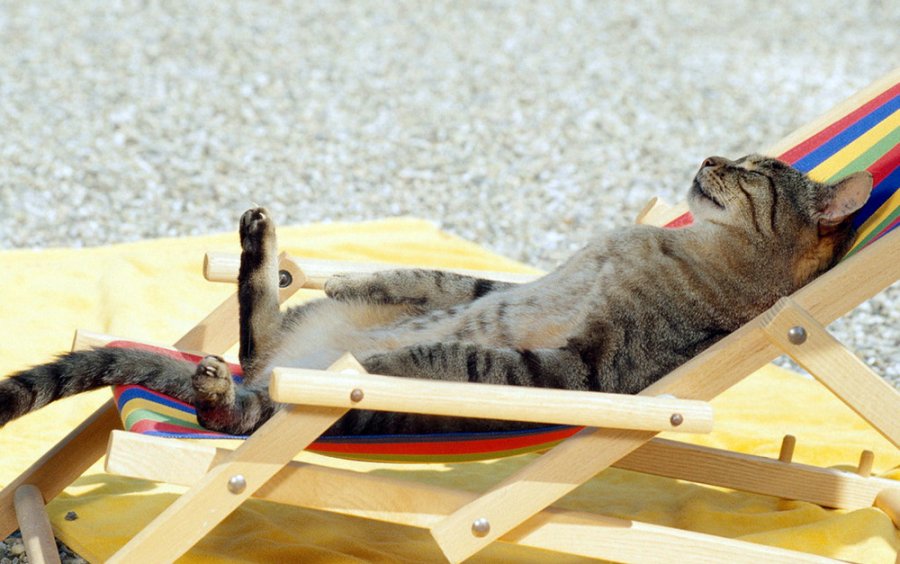 How to sunbathe in the sun photo