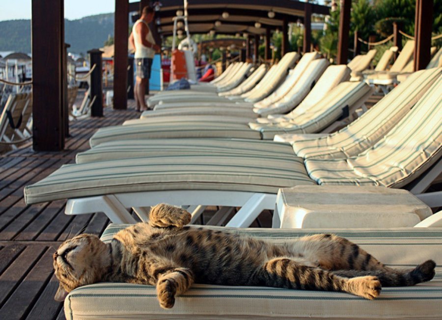 how much can cats sunbathe on the beach