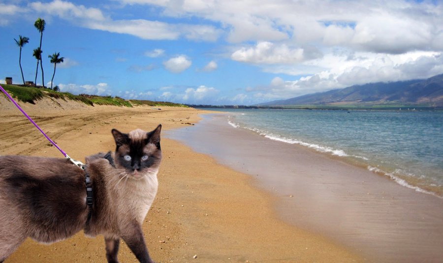 how much can cats sunbathe on the beach