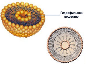 liposome