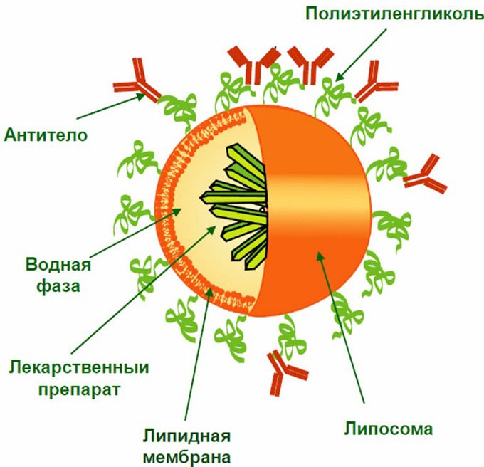 liposome