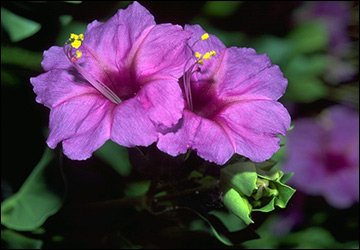 Perfume with Mirabilis