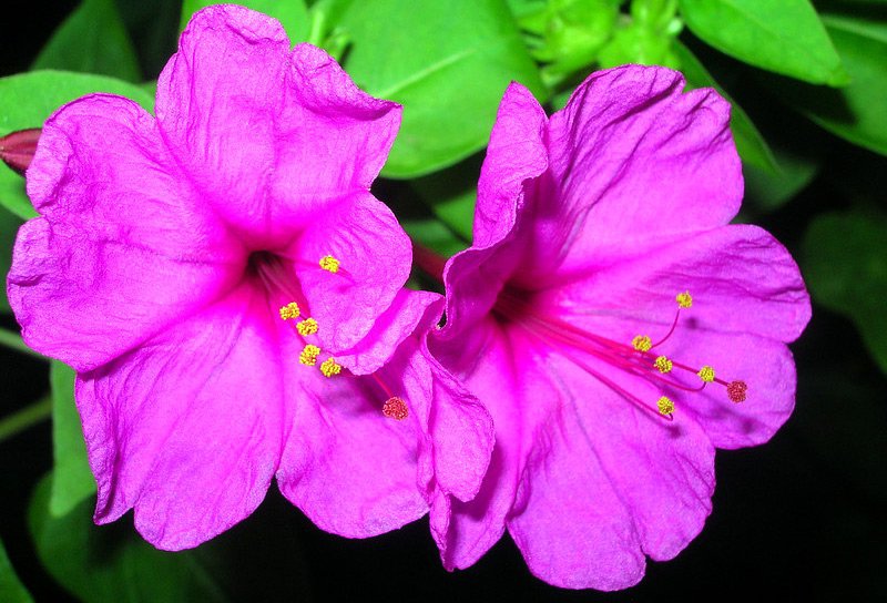 Mirabilis, or night beauty photo