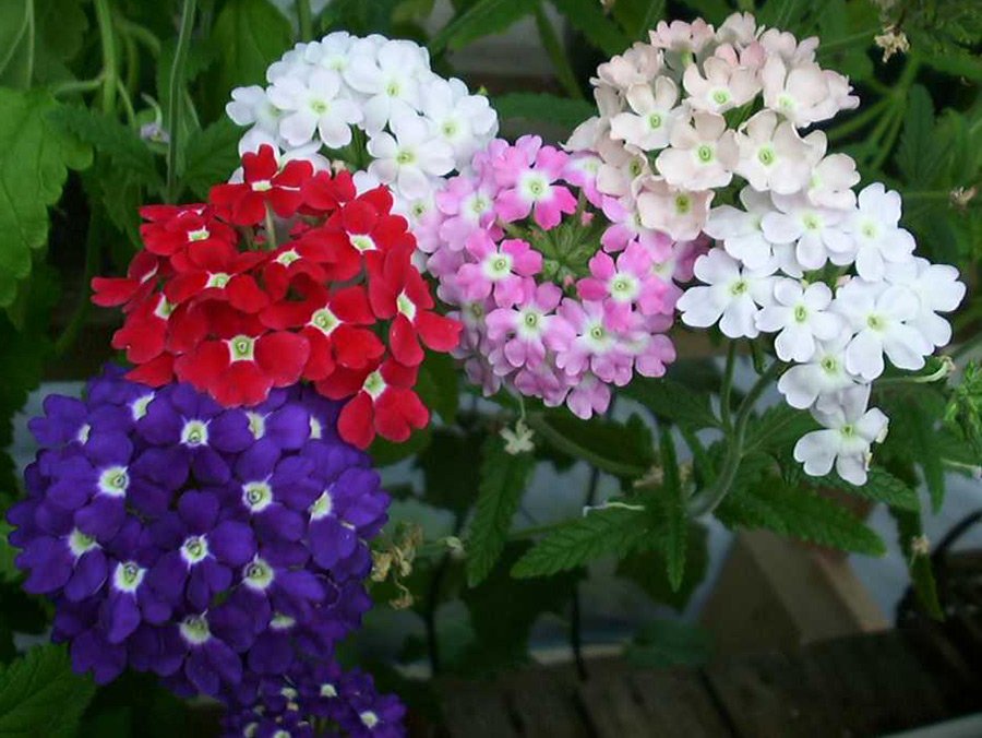 Perfumery with the scent of verbena, photo