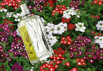 Perfumery with verbena