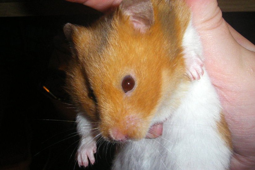 hamster in the service of fashion, photo