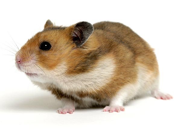 hamster in the service of fashion, photo