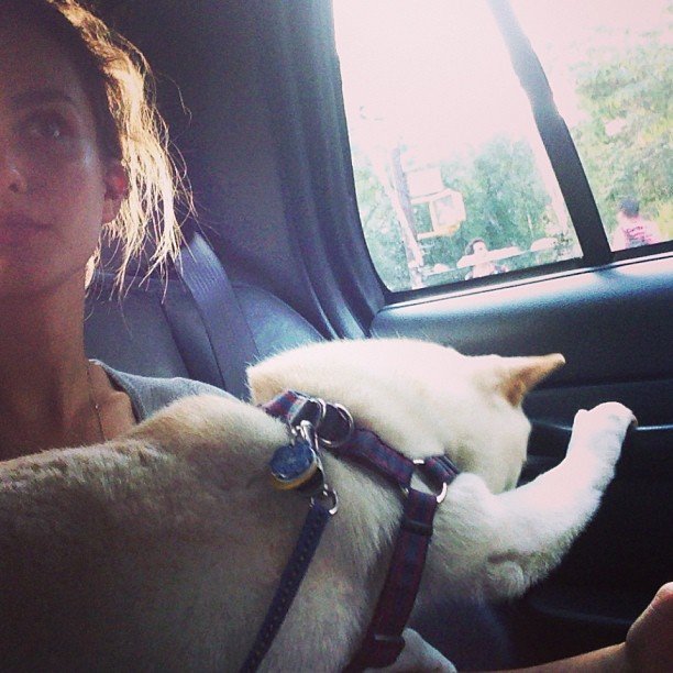 Photo of the dog from the page of Andreea Diaconu