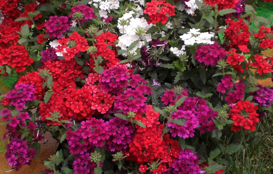 Verbena flowering, photo