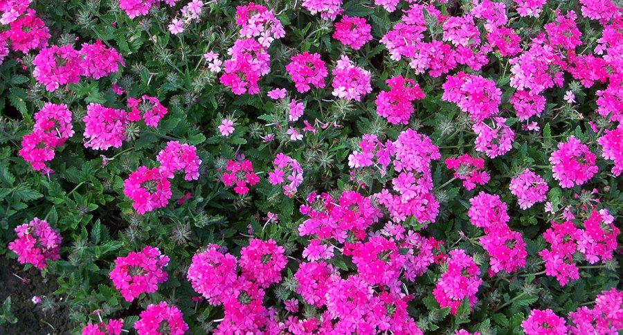 Verbena flowering, photo