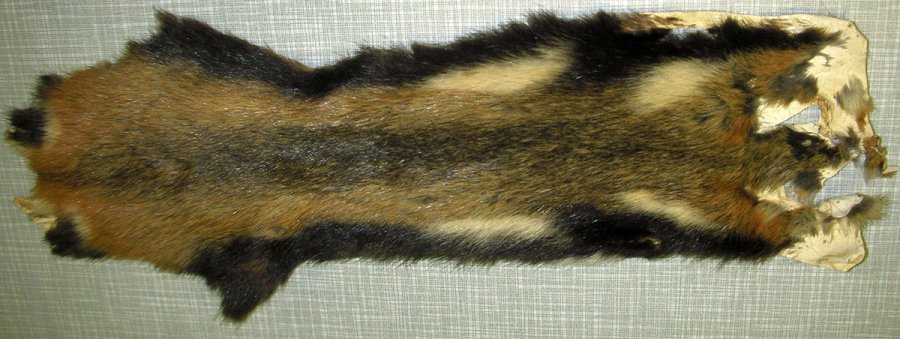 Hamster fur, photo