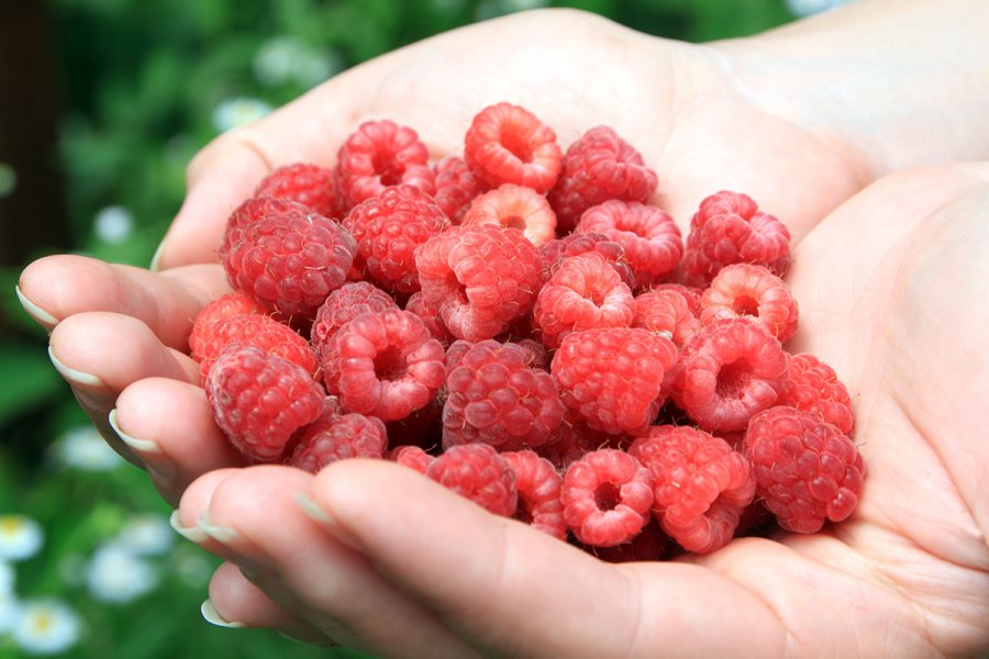 Fragrant raspberries