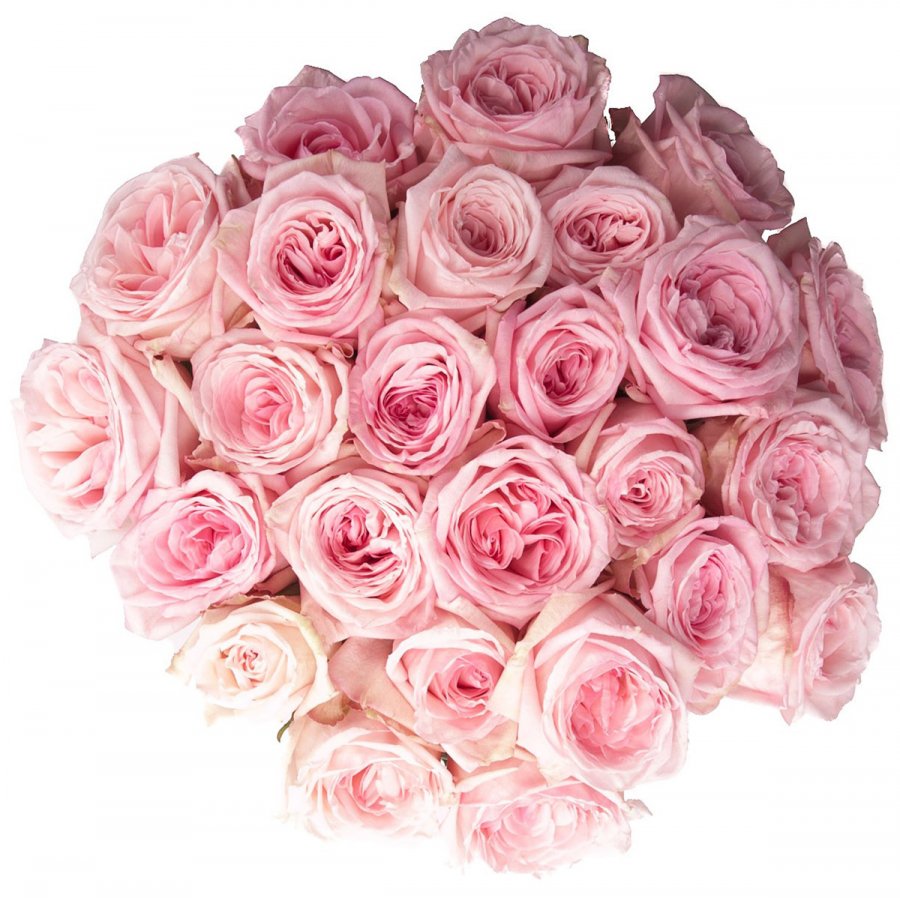 Pink roses, photo