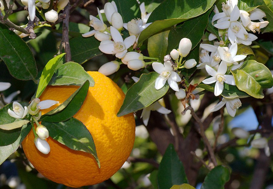 Citrus flowering, photo