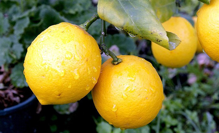 Bergamot fruits, photo