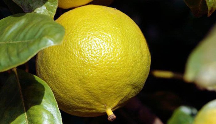 bergamot