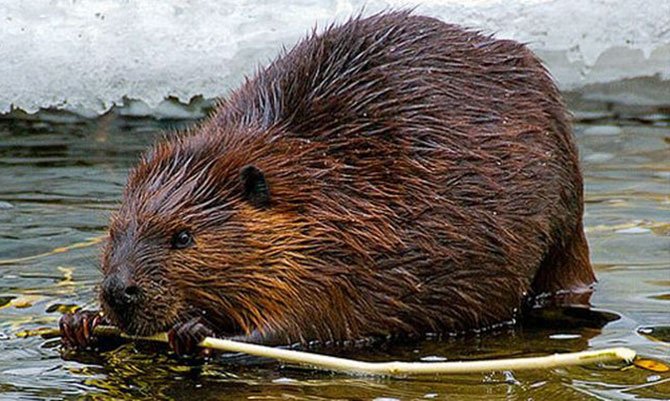 Beaver and beaver fur