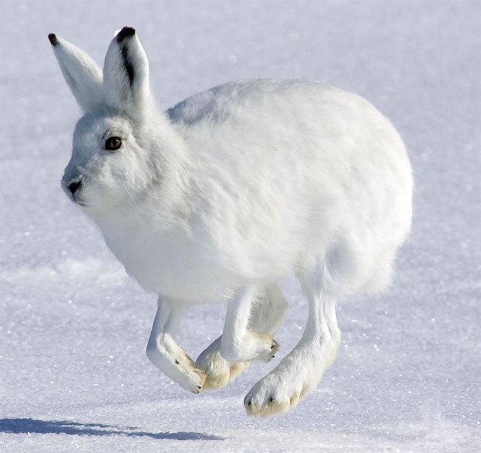 White hare and hare fur