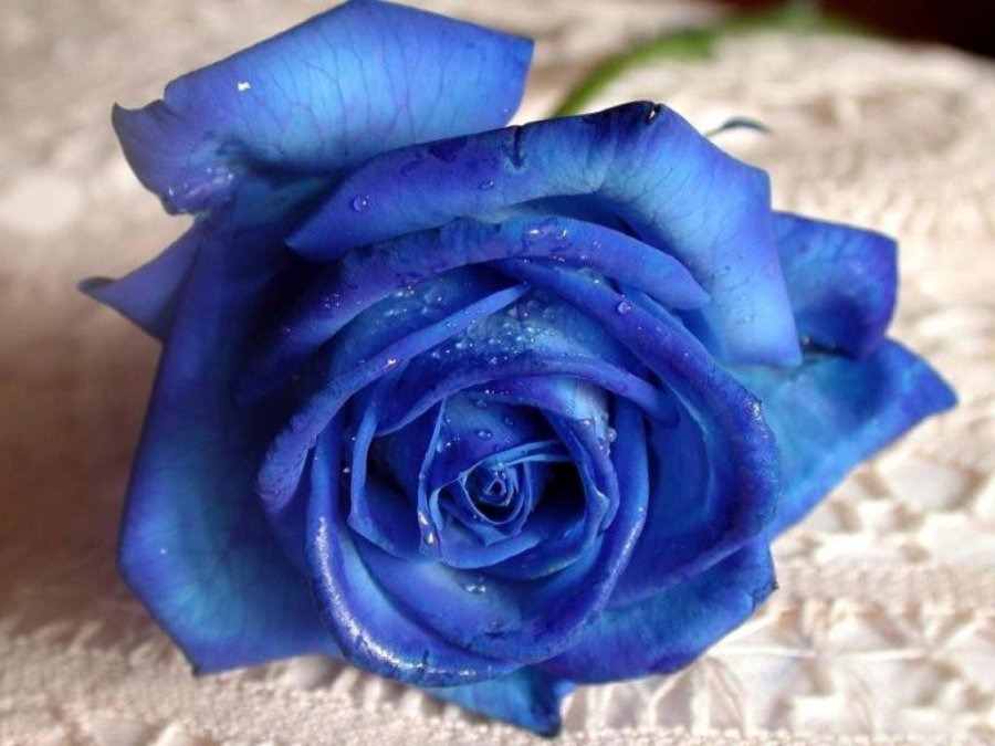 Blue rose - blue flower, photo