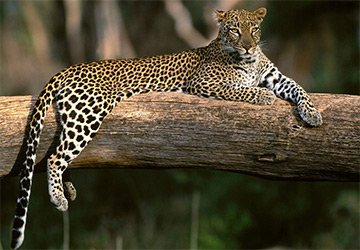 In defense of leopards