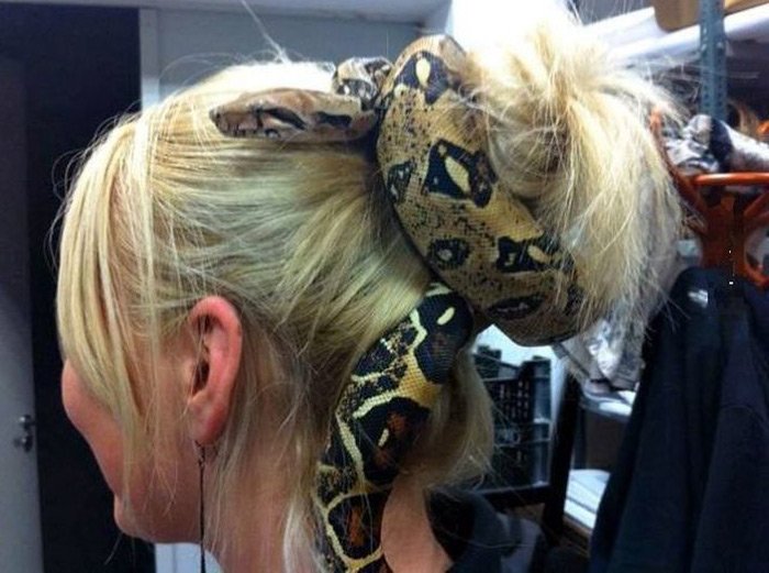 Snake in hair accessories