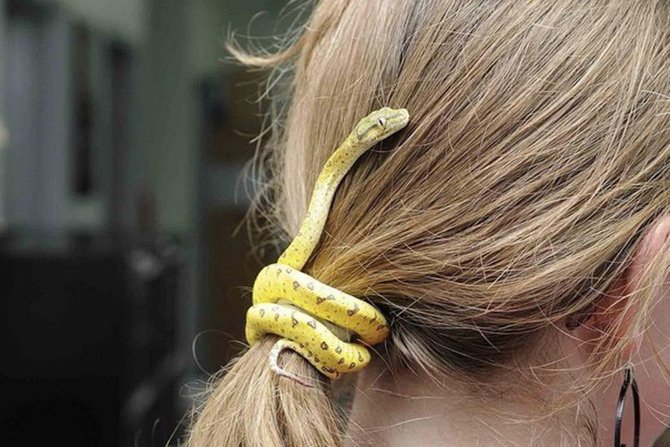 Snake in hair accessories