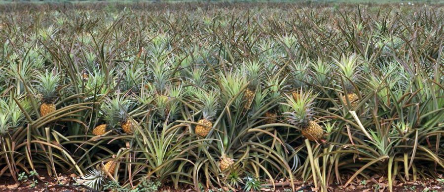 Growing and planting pineapples, photo