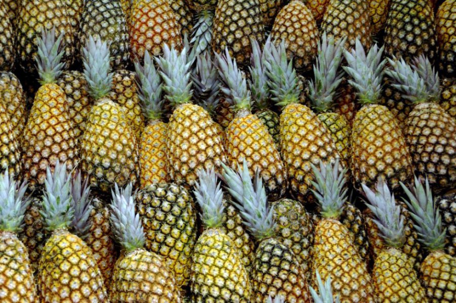 Pineapples - photo