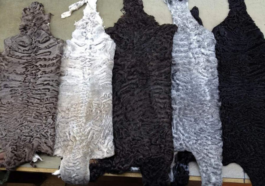 Black, white, brown, gray karakul