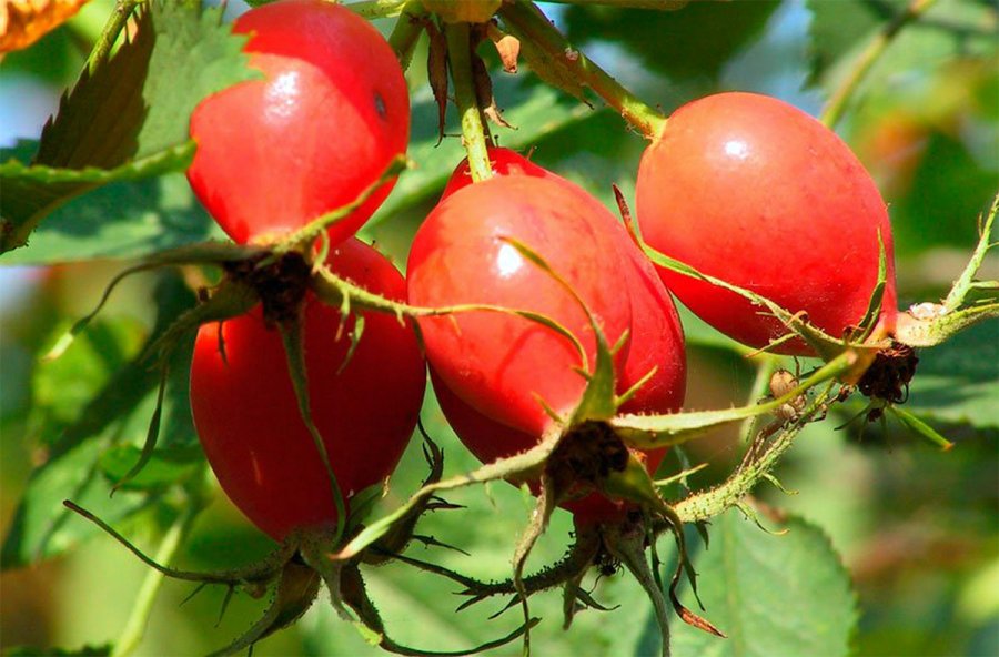 Rosehip garden, photo