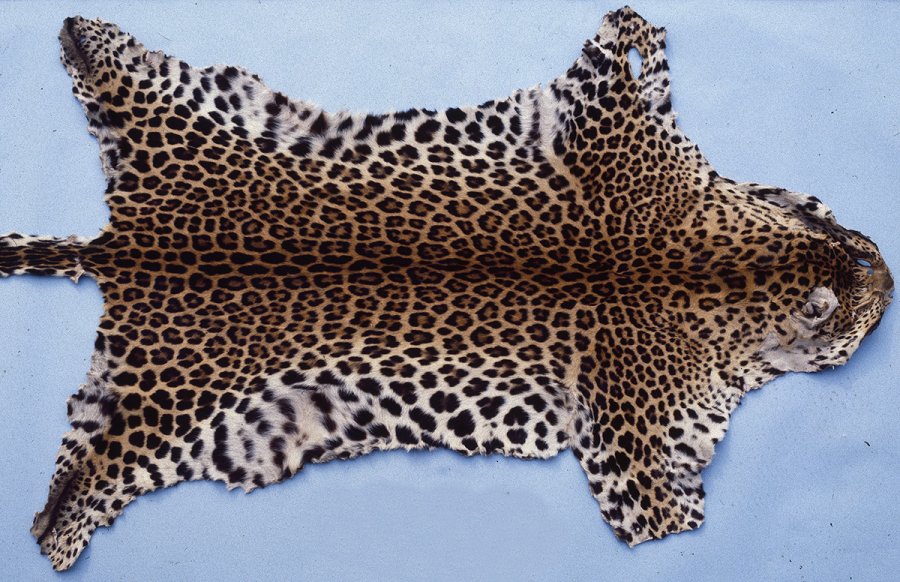 Natural skin of a leopard, photo